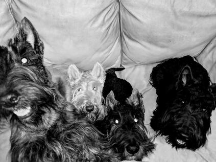 scottie dogs for adoption